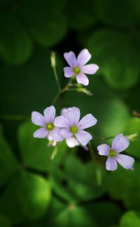 Close-up of purple flowers