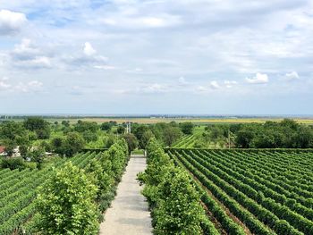 Scenic view of agricultural field against sky