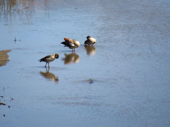 Ducks swimming in lake