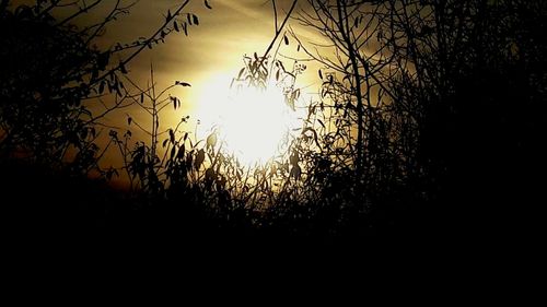 Low angle view of silhouette plants against sky during sunset