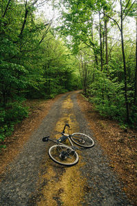 Bicycle on road amidst trees in forest