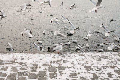 Seagulls and pigeons flies over the river in winter.