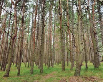 View of trees in forest