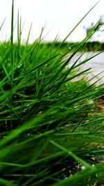 Close-up of wet grass on field