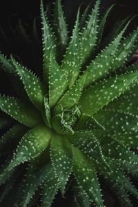 Full frame shot of succulent plant