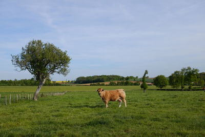 Cow grazing on grassy field against sky