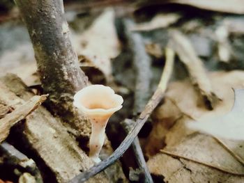 Close-up of mushroom growing on field