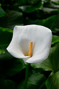 Close-up of wet flower