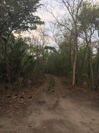 Dirt road amidst trees in forest