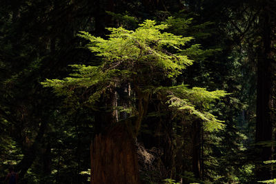 Low angle view of tree in forest