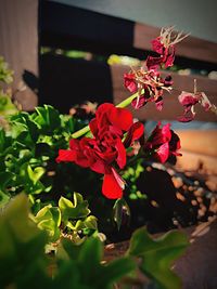 Close-up of red flowers