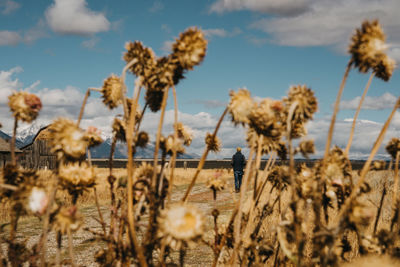 Close-up of dry plants on field against sky