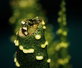 Close-up of frog in water