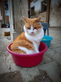 Cat sitting on floor