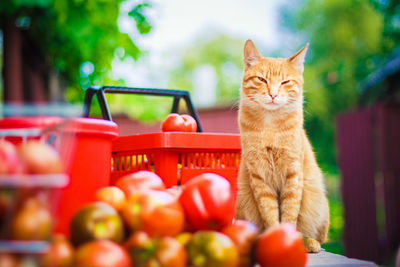 Close-up of cat sitting by tomatoes on table