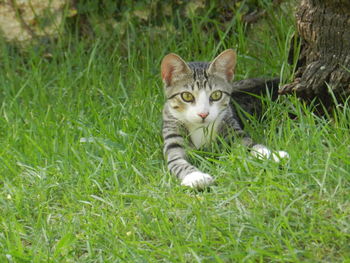 Portrait of a cat on field