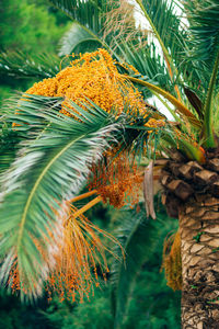 Close-up of fresh green plants