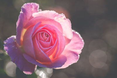 Close-up of pink rose