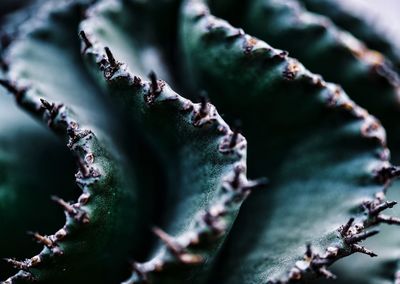 Macro shot of spiked plant growing outdoors