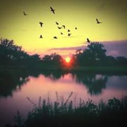 Bird flying over lake at sunset
