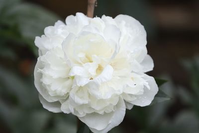 Close-up of white rose flower