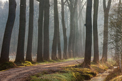 Pine trees in forest