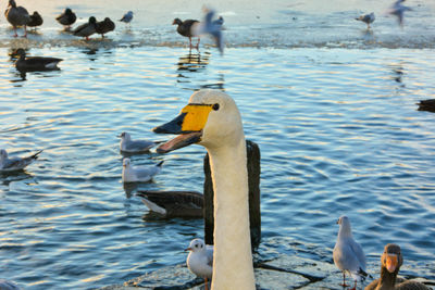 Birds swimming in sea