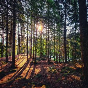 Sunlight streaming through trees in forest