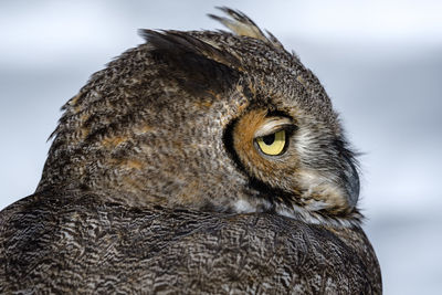 Close-up of a bird