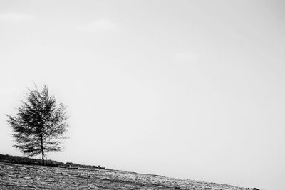 Trees on landscape against clear sky