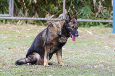 Portrait of a dog on field