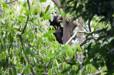 Low angle view of sun bear climbing tree