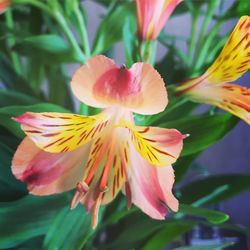 Close-up of day lily blooming outdoors