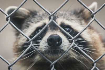 Portrait of dog seen through chainlink fence