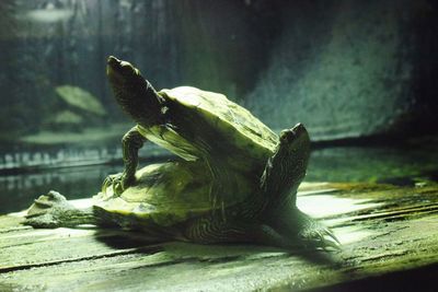 Close-up of turtle swimming in aquarium