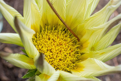 Close-up of yellow flowering plant