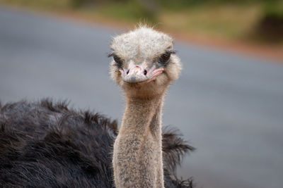 Close-up portrait of a ostrich bird 