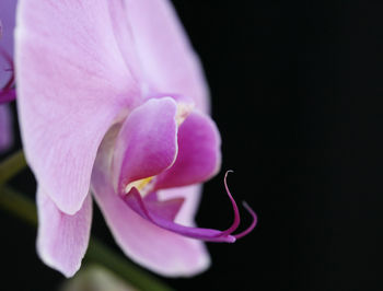 Close-up of purple flowers