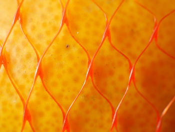 Full frame shot of orange fruit