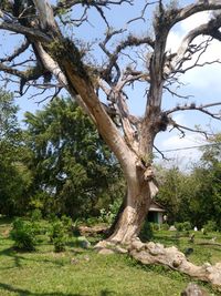 Low angle view of tree on field against sky