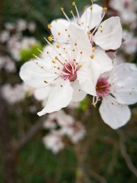 Close-up of white cherry blossoms