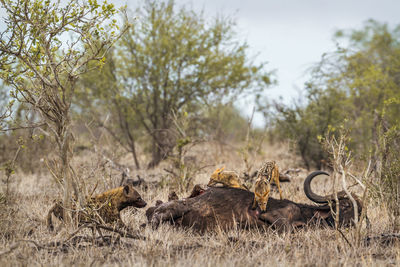 High angle view of jackals eating animal in forest