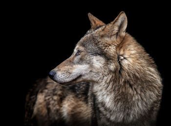 Close-up of wolf looking away against black background