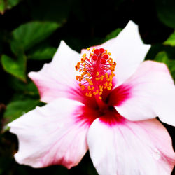 Close-up of pink hibiscus blooming outdoors