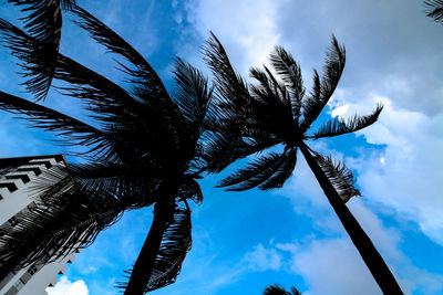 Low angle view of palm tree against blue sky