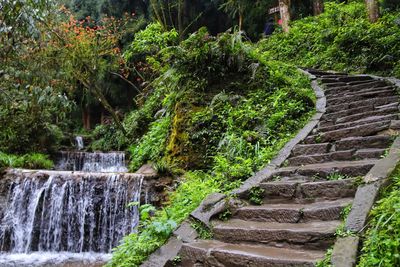 Plants growing by staircase