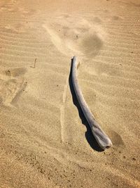 High angle view of lizard on sand at beach