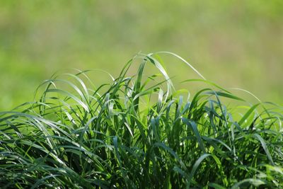 Close-up of crops growing on field