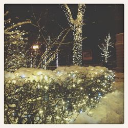 View of trees at night