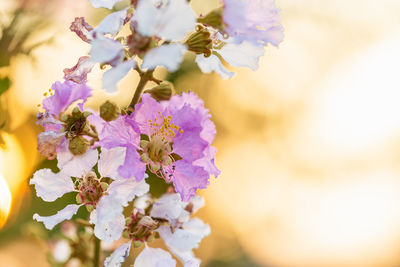 Close-up of purple flowering plant